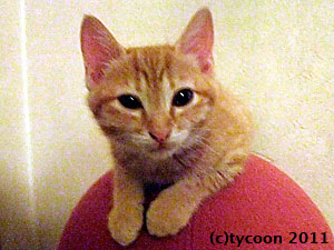 DSCF6582 茶トラの女の子