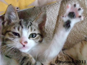 DSCF6586 キジ白の男の子