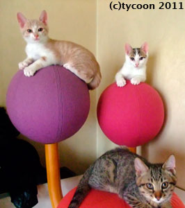 DSCF6646 うちに残った男の子たち