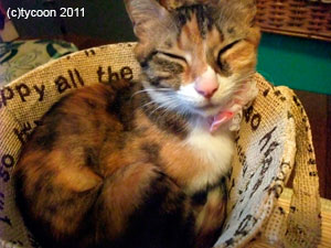 「フクはえらいね〜っ！」といいうと満足そうにフクは目を細めます