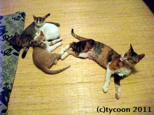 フクママと仲好し3匹の子ネコ