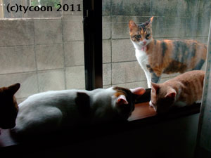 窓の外から子ネコを呼ぶフクママ