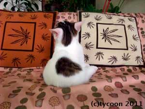 おっさん座り、背中