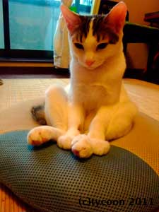 ドーナツクッションにはまったテツ