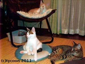 兄弟の中でなごむおっさんテツ