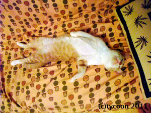 ジンジンのお昼寝姿