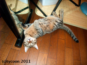 ブン太のお昼寝は床の上