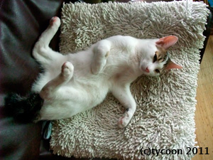 テツは夏バテでくったり！