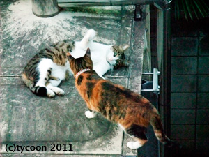 でへへくんはフクお嬢さんが出ていくとうれしそう！