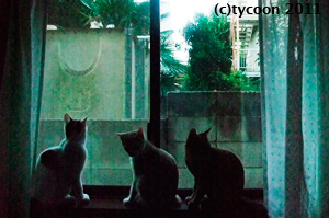 子ネコたちはママがデヘヘくんと遊ぶ姿を複雑そうに見ています。