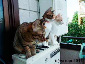 遠くを見せながらなにか教えてるような…