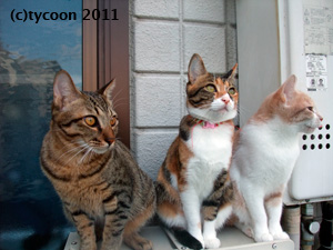 ベランダのガス代の上で子ネコとフクお嬢さんが…