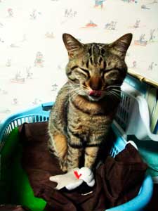 ブン太んのおもちゃ、いつもベッドに連れて寝てます