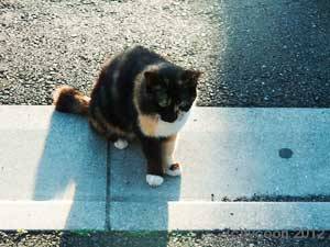 サビ柄の女のコ、好奇心いっぱい