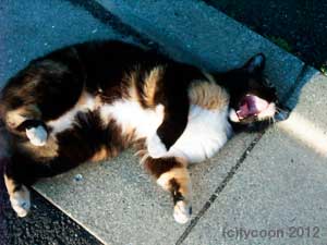 さわっていいよ、とごろん、そしておおあくび