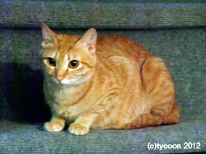 母ネコのミルク