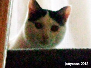 2階からチラ見！の、パパの五右衛門