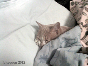 P1000095 枕に頭を乗せてお寝坊してるのは、ジンジンです!