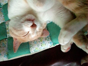 DSCF8464 爆睡中のジンジン