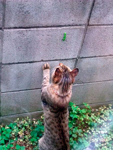 DSCF8468 「これはいったい…?」ブン太ん