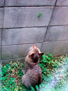 DSCF8469 アゲハの幼虫に興味津々のブン太ん