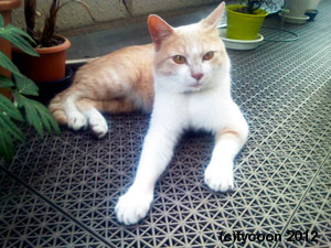 P1000274 ハンサム坊や ジンジン