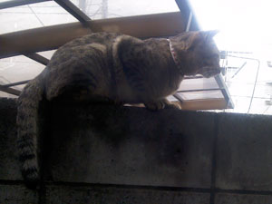 P1000314 狩りも上手になってきました