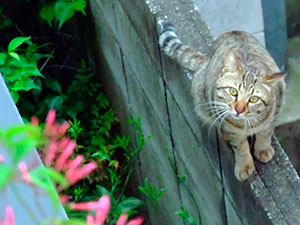 DSCF8296 散歩中にわたしを発見・ブン太ん