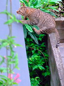 DSCF8297 1階のひさしに飛び乗るブン太ん