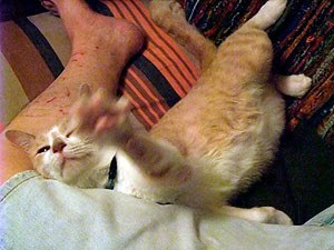 寒い夜は暖かいオマタに入ってくる！