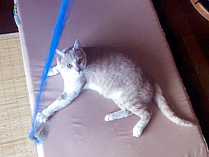 ネズミ獲り養成ひも付きおもちゃでトレーニング