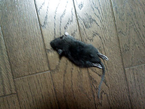 体長10センチほどのドブネズミの子