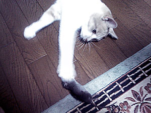 ネズミをおもちゃにして遊ぶ