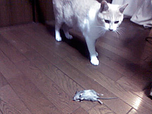 やっつけたかぁ？