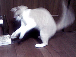 ジンジンの高速ネコパンチ！