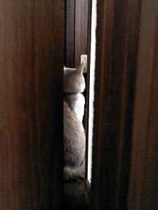 P1000423 ジンジンがトイレドア前で無言の抗議中