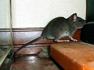 DSCF4146 フクが捕まえたネズミ