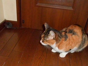 DSCF4150 ネズミを追いつめて笑みを浮かべるフク