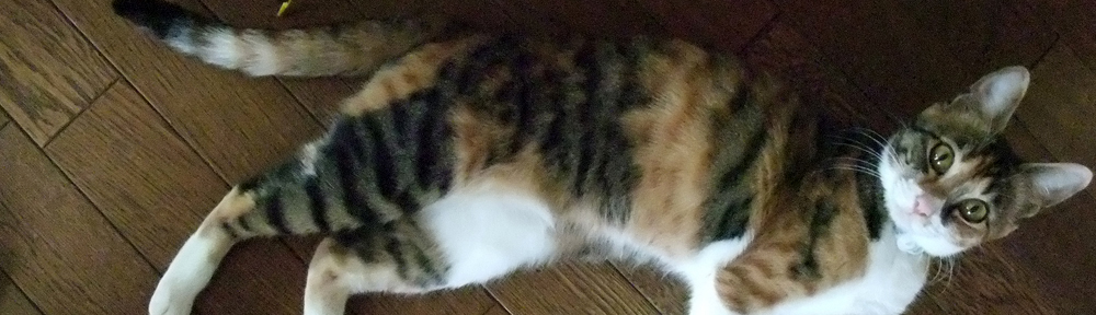 ヒトより賢いネコたち