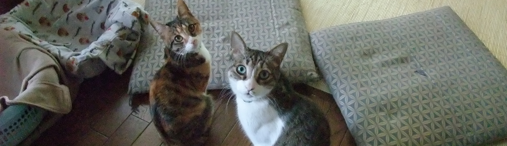 ヒトより賢いネコたち