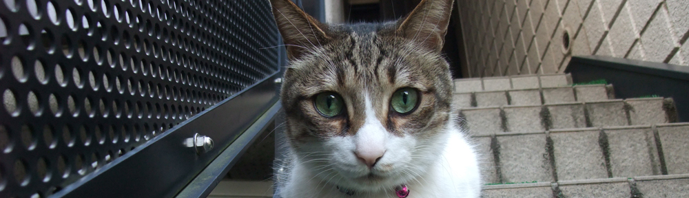 ヒトより賢いネコたち