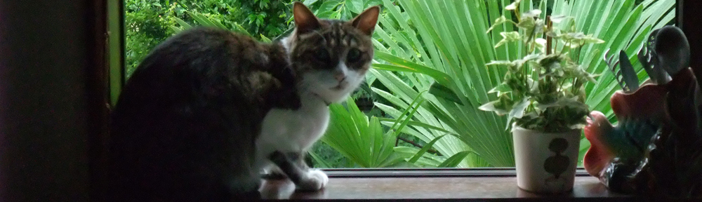 ヒトより賢いネコたち