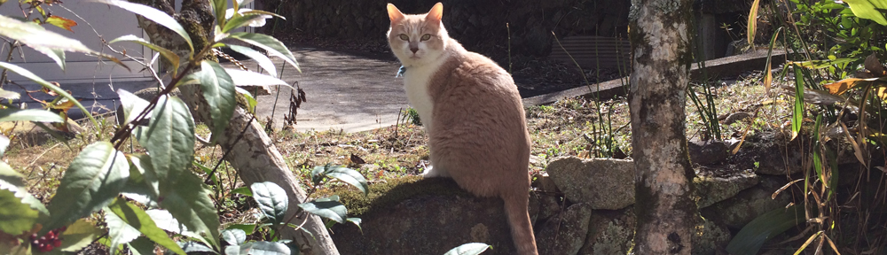 ヒトより賢いネコたち