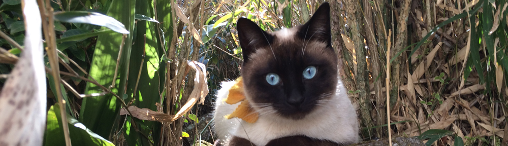 ヒトより賢いネコたち