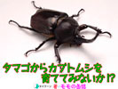 タマゴからカブトムシを育ててみないか!?_表紙