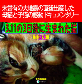 3.11の3日後に生まれた猫[誕生]